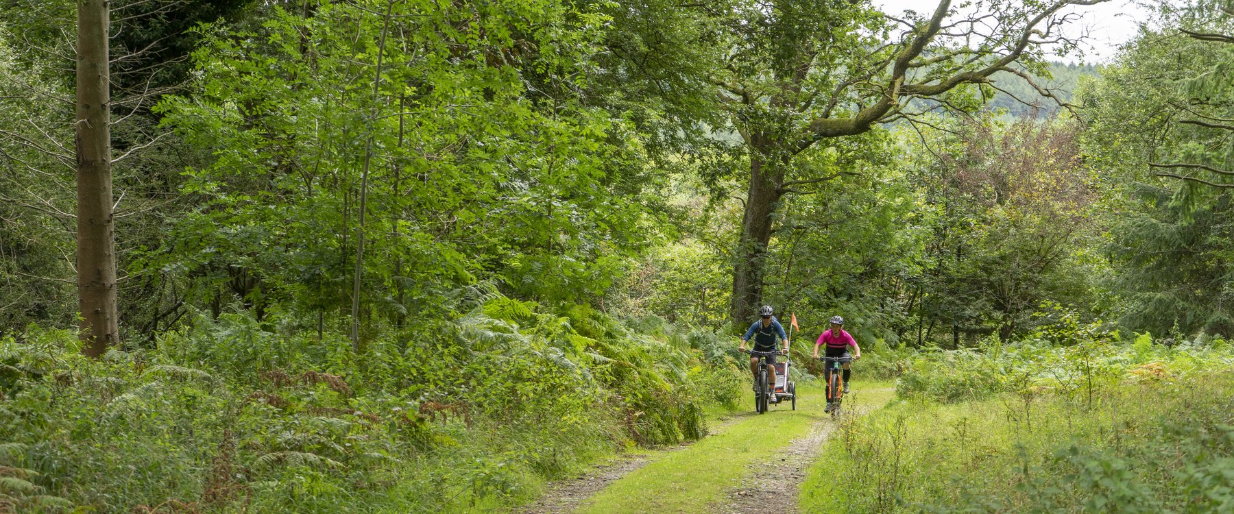 Forest trail